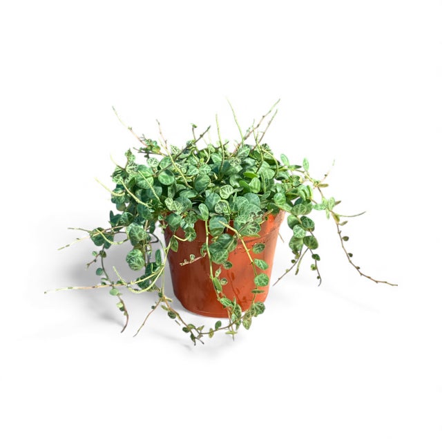 Pet Friendly Plants | La Costa Plants