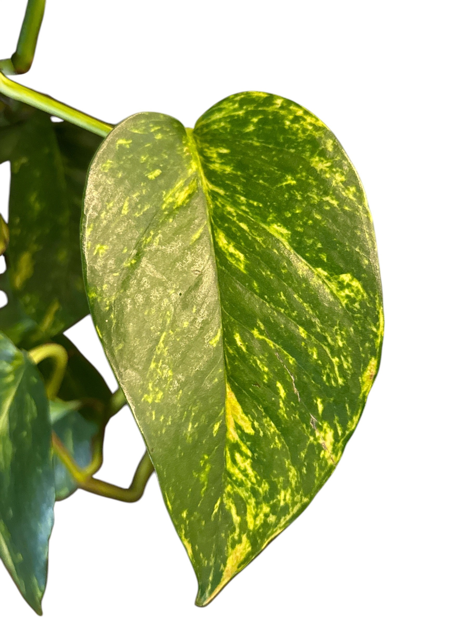 La Costa Plants Golden Pothos - Thumbnail 2