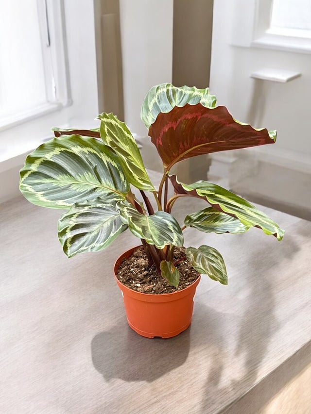 ポップア-トポスタ-(モロッココカコ-ラ柄) Pet Friendly Plants | La Costa Plants