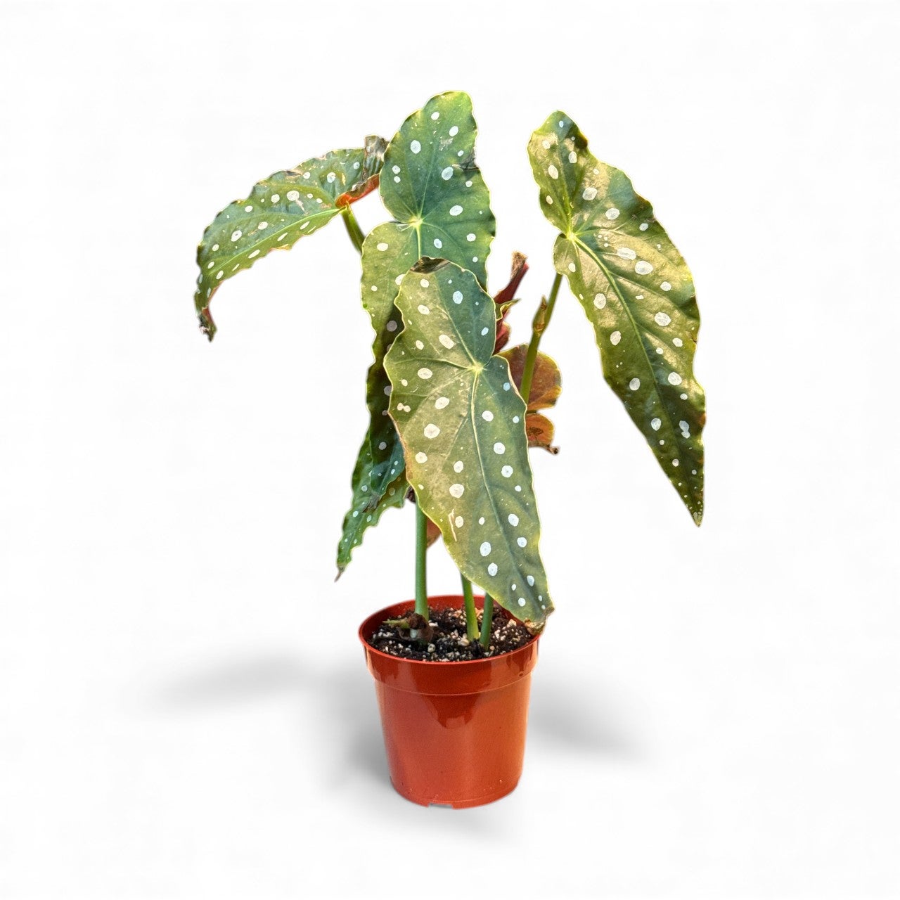 専用　ご確認用　Begonia 2点 Nonstop Joy Mocca Rose Begonia – Riverdene Garden Centre