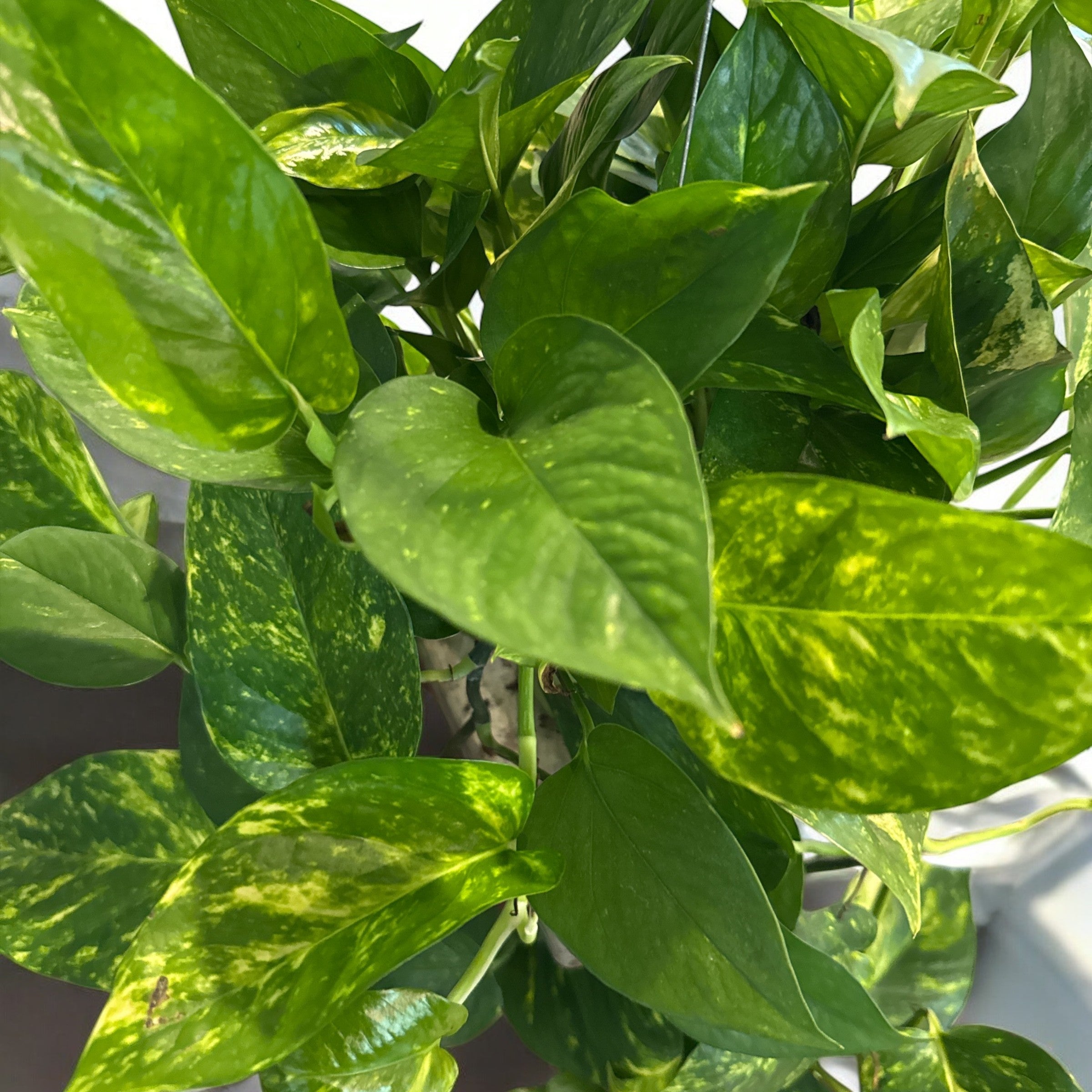 La Costa Plants Golden Pothos - Thumbnail 3