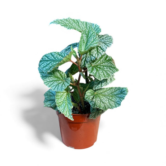 Begonias | La Costa Plants