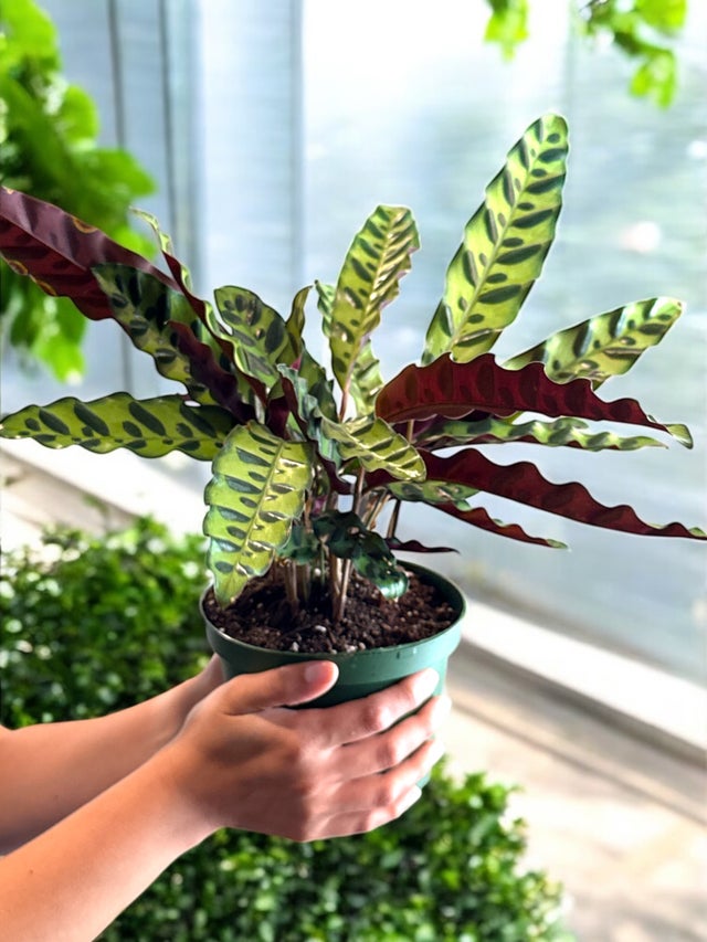 Pet Friendly Plants | La Costa Plants