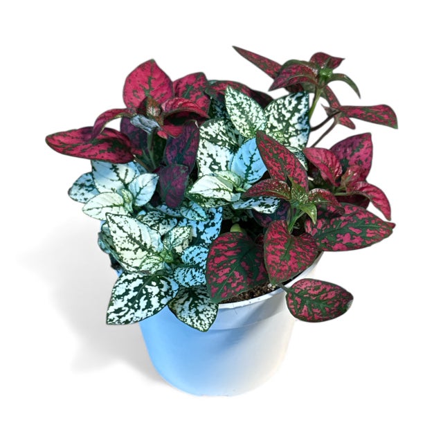 ポップア-トポスタ-(モロッココカコ-ラ柄) Pet Friendly Plants | La Costa Plants