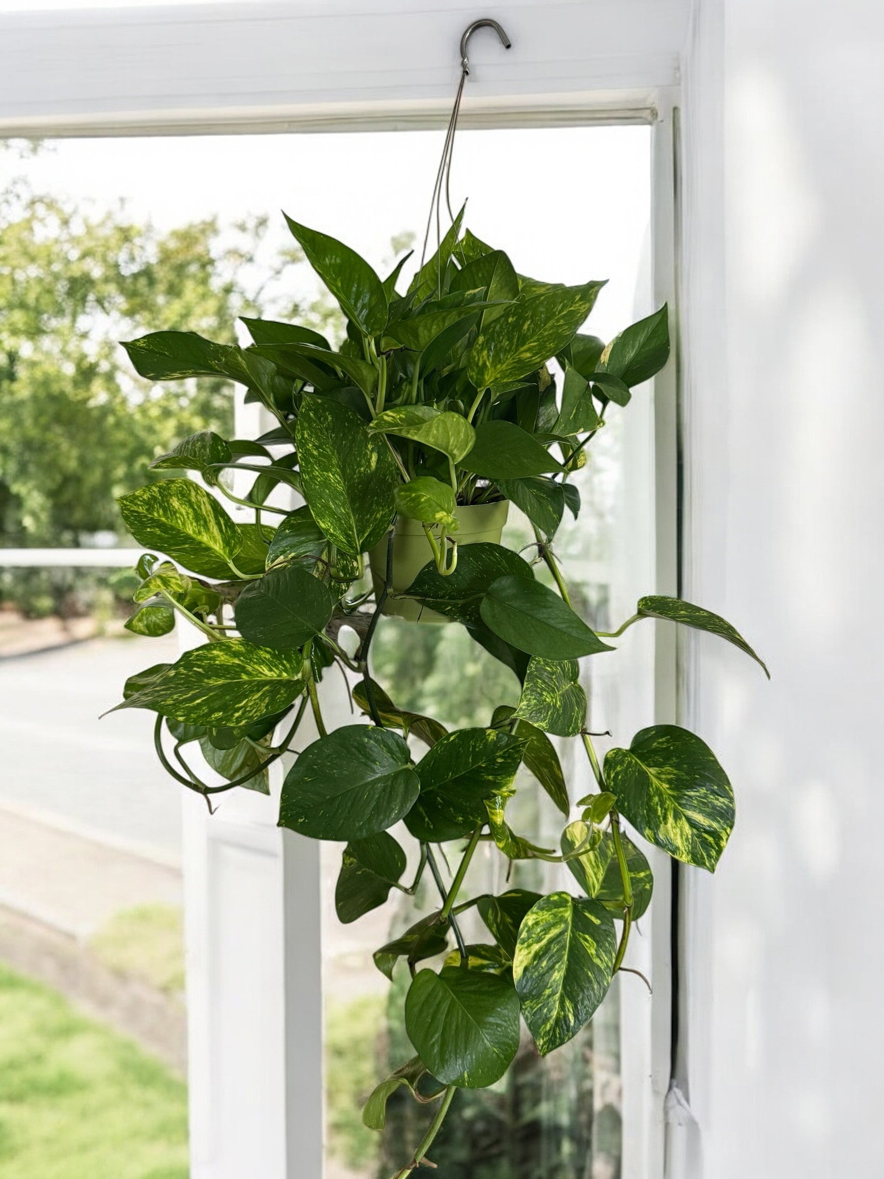 La Costa Plants Golden Pothos